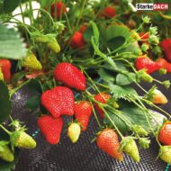 Austinė agrotekstilinė medžiaga - Image 2