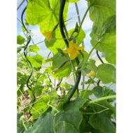 Naujiena! Kuoliukas augalams, spiralinis, žalias, metalinis, 150 cm - Image 4