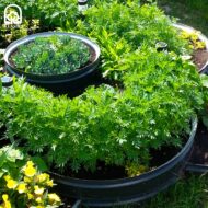 Metalinė užtvarėlė-žiedas augalų atskyrimui - Image 4