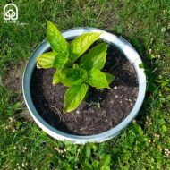 Metalinė užtvarėlė-žiedas augalų atskyrimui - Image 5