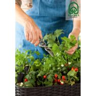 Pakeltas vazonas EASY GROW - Image 6